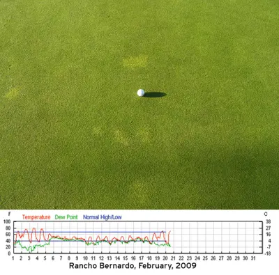 Poa biotype