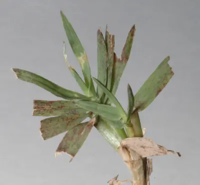 Bipolaris on Tifway II bermudagrass