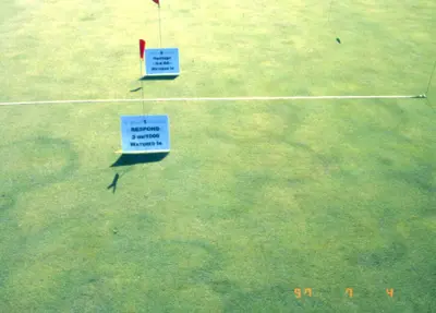 Type 2 fairy ring on bentgrass green