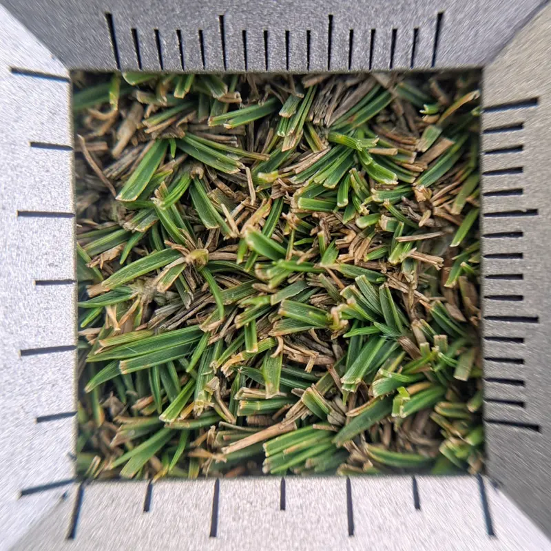 close-up of a zoysiagrass putting green